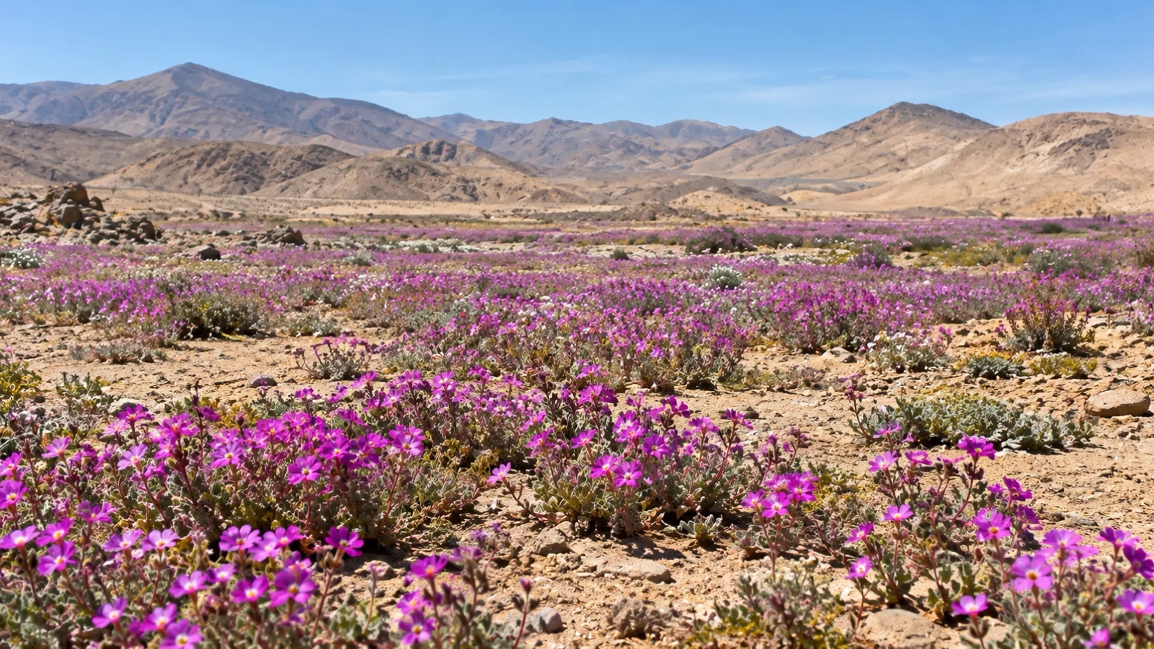 Disputa por 57 mil hectáreas en Atacama: Sonami busca anular declaración del Parque Nacional Desierto Florido