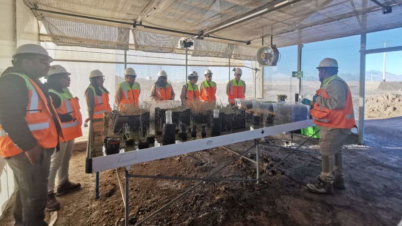 Avances en Restauración Ecológica en Salar de Atacama: 336 Especies Vegetales y Vínculo Comunitario Refuerzan la Minería Sostenible