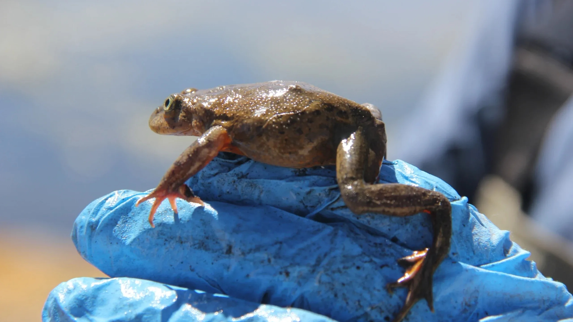 Compromiso Minero destaca avances del sector en la protección del medio ambiente y la biodiversidad