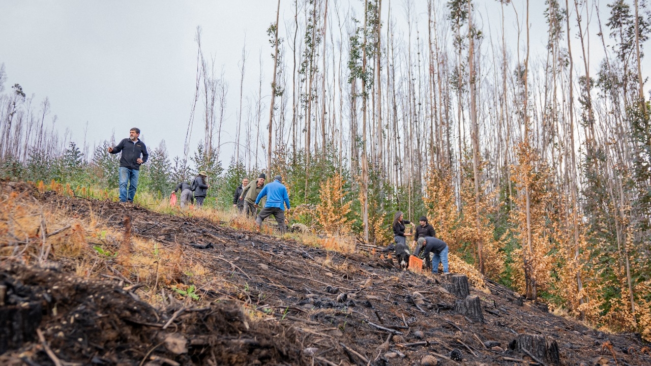Comunidad de Penco lidera plantación de 1.800 especies nativas para restaurar hábitat tras incendios