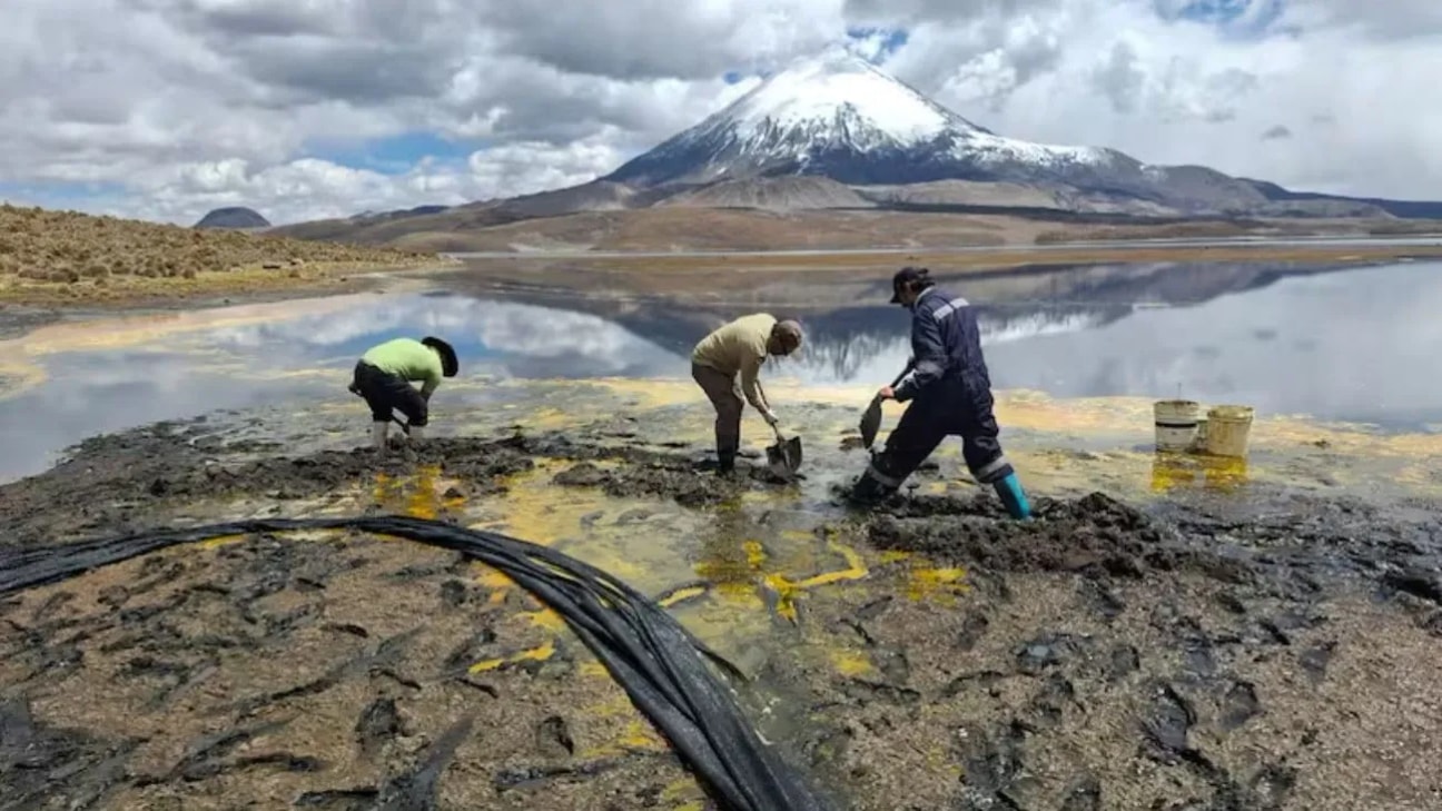 Derrame en Lago Chungará escala en gravedad: Conaf confirma muerte de fauna protegida y riesgo para más de 80 aves