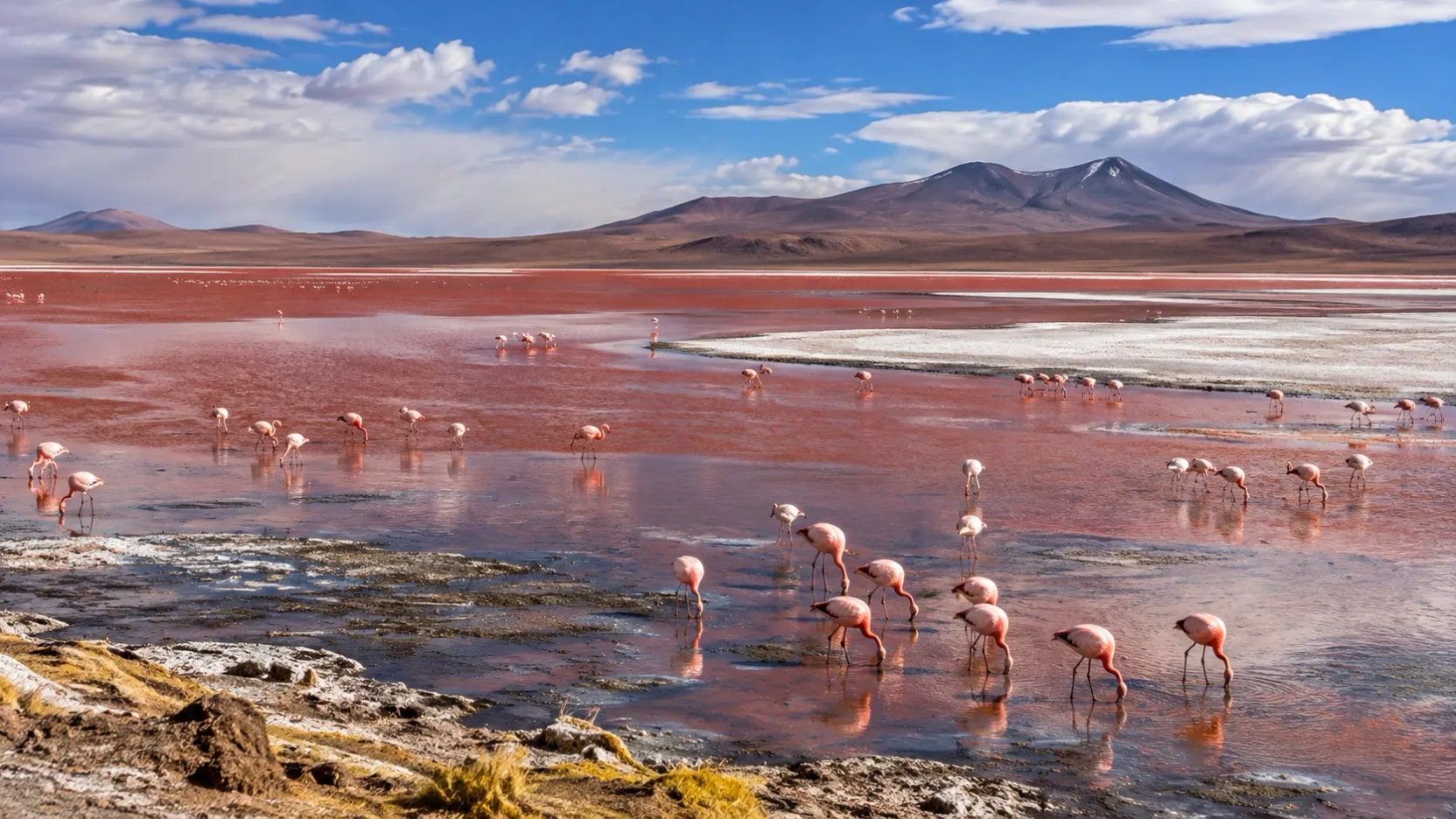 ¿Por qué la Laguna Colorada se ve roja y atrae a tantos flamencos?