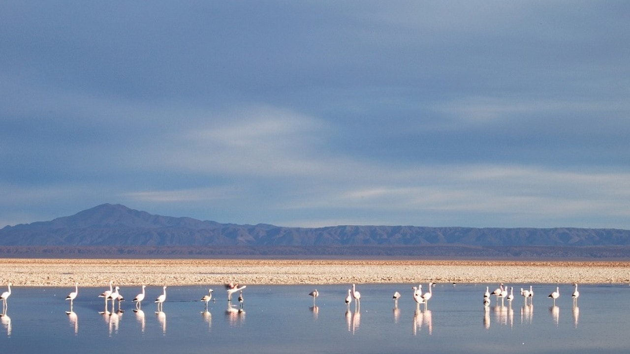 Juez ambiental chileno urge por estudio de agua en «frágil» Salar de Atacama