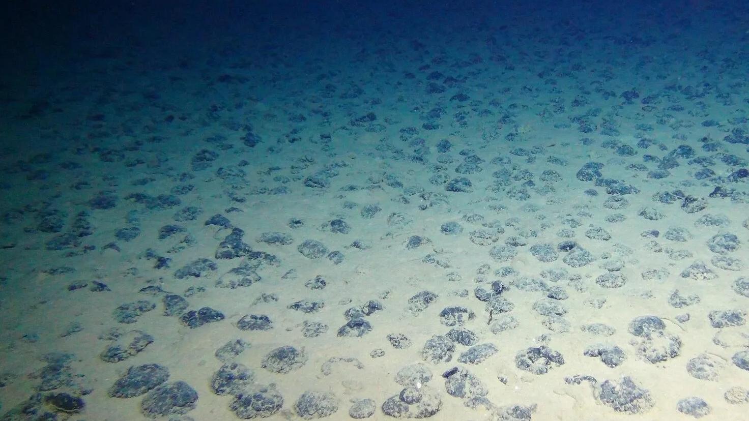 La minería submarina de nódulos polimetálicos amenaza con borrar especies aún desconocidas, advierten científicos