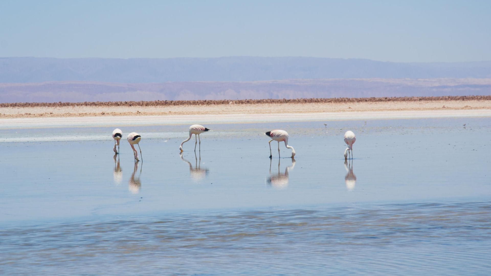 Exploraciones Aida suma nueva reclamación ambiental por proyecto de US$1 millón en San Pedro de Atacama