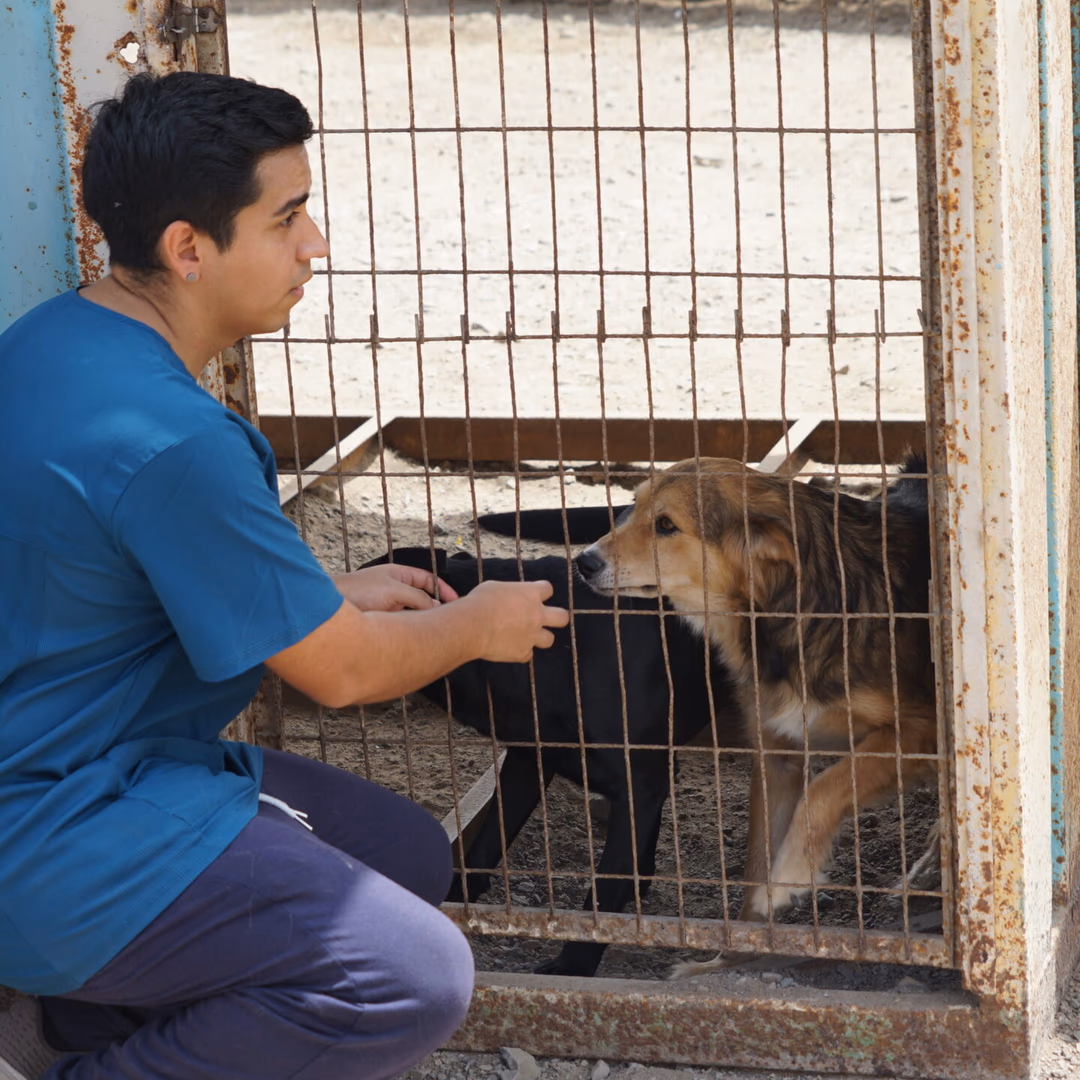 Con programa de voluntariado de El Abra se inauguró nuevo canil post operatorio En Tocopilla