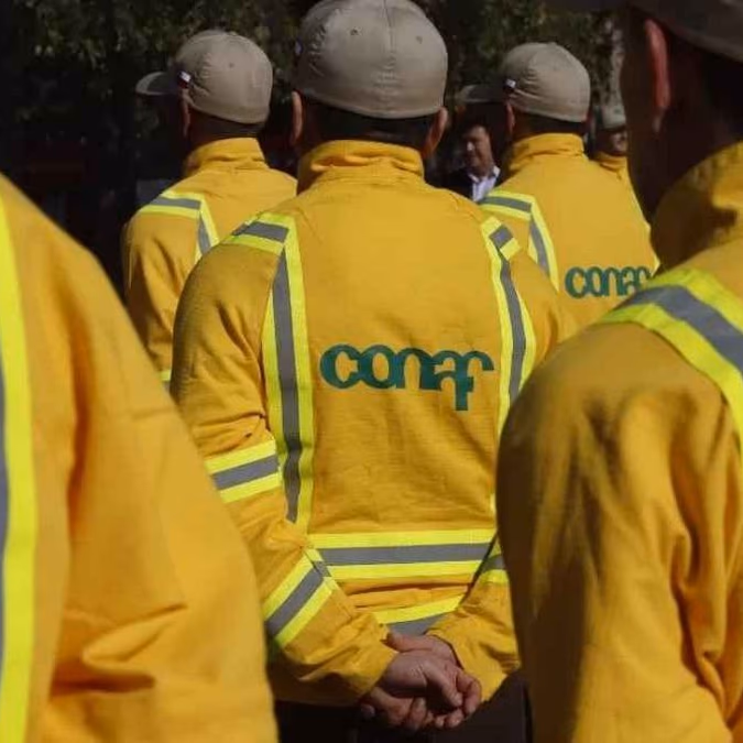 Conaf tiene ofertas de trabajo con sueldos de hasta $1,5 millones: Revisa cómo postular