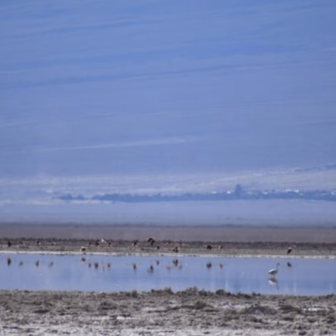 Denuncian impacto ambiental en áreas de SQM y Albemarle en Atacama.