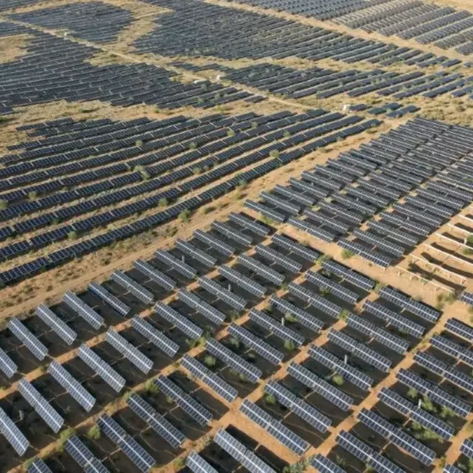 El efecto inesperado de los paneles solares: una planta rara del desierto se multiplicó por 8 en Nevada