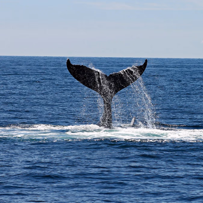 Una ballena seguida por satélite podría revelar un secreto de las aguas de Rapa Nui