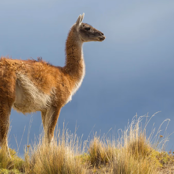 Tras un siglo de ausencia en La Araucanía, 20 guanacos se preparan para regresar a la cordillera chilena