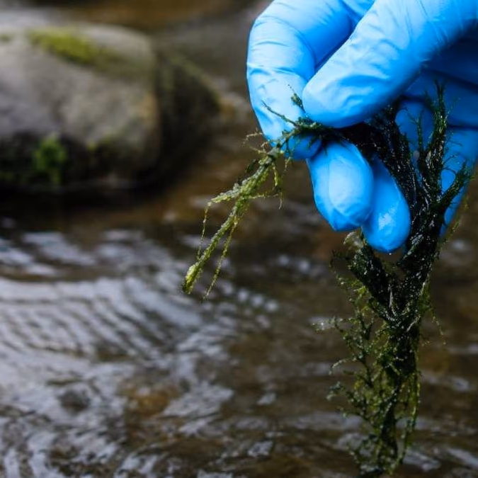 Innovador biofiltro de musgo promete reducir emisiones de metano en ríos
