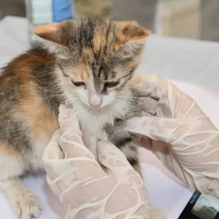 Evita multas: Vacuna gratis a tu perro o gato en San Pedro de la Paz
