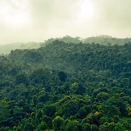Ya son 8,3 millones de hectáreas de bosque boliviano que están bajo el cuidado de Bluegrace Energy