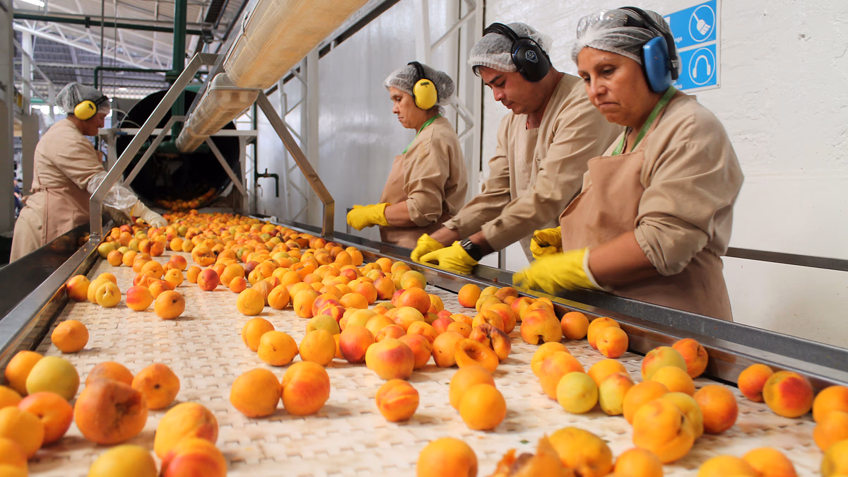Aconcagua Foods busca más de 2 mil trabajadores para sus operaciones en Buin y alrededores