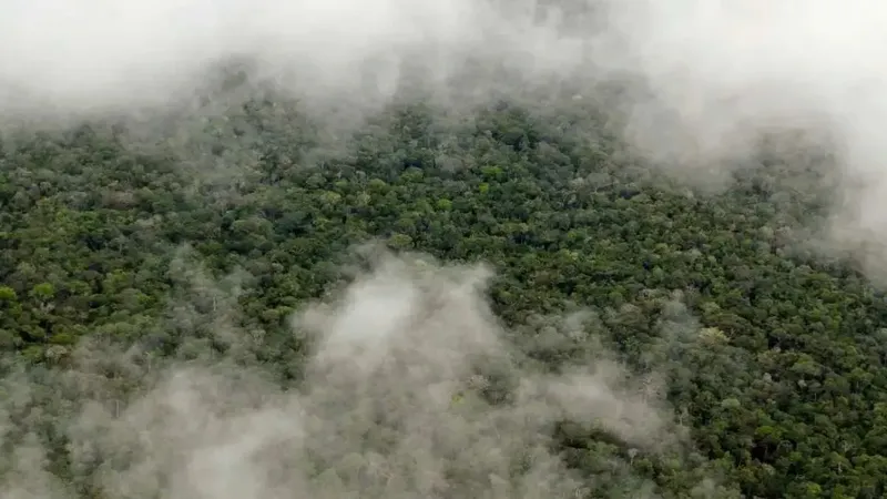 Amazonía genera lluvias clave para agricultura: beneficio anual supera 18.500 millones euros