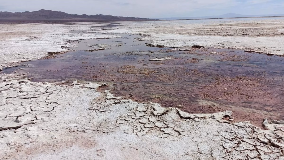 CDE presenta consistente prueba documental y testimonial sobre grave daño ambiental provocado por sociedades mineras a acuífero del Salar de Atacama