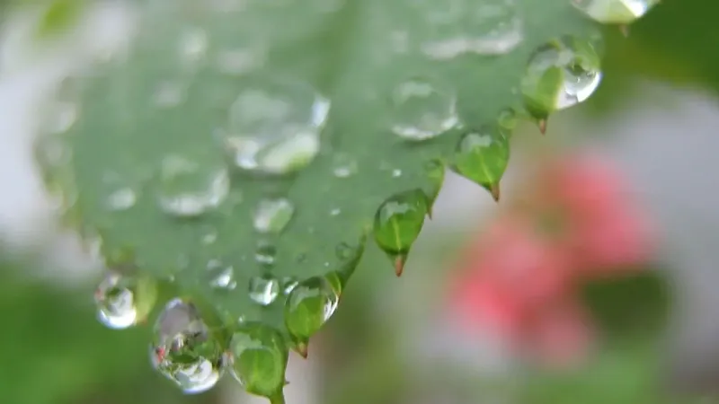 De calor extremo a intensas lluvias: expertos anuncian precipitaciones en 11 regiones de Chile