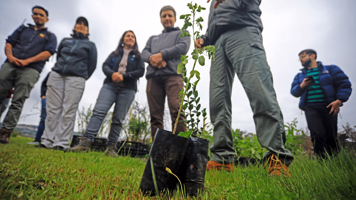 Desafío Levantemos Chile y más de 60 colaboradores de empresas del Consejo Minero reforestaron parte del Jardín Botánico de Viña del Mar