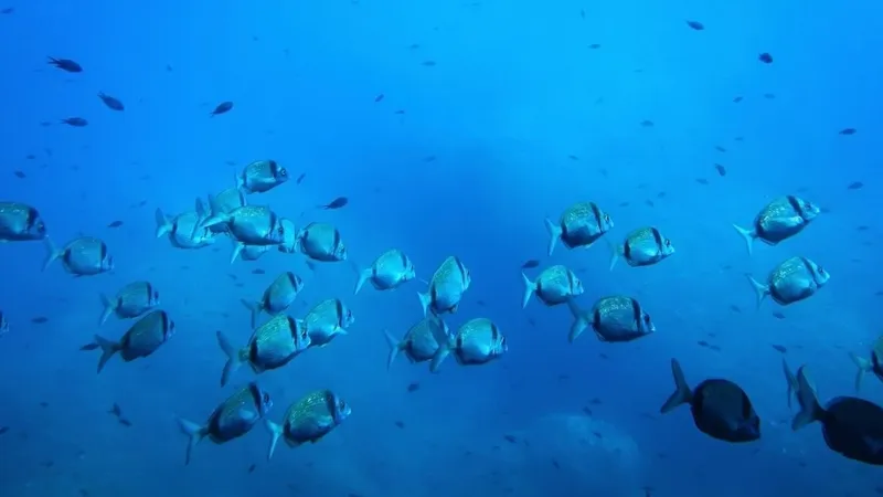 Estudio advierte graves impactos de la minería submarina en ecosistemas oceánicos profundos
