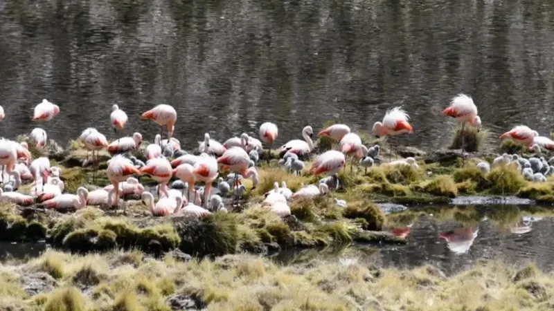 Flamencos chilenos vuelven a nidificar en Parque Nacional Lauca tras 33 años