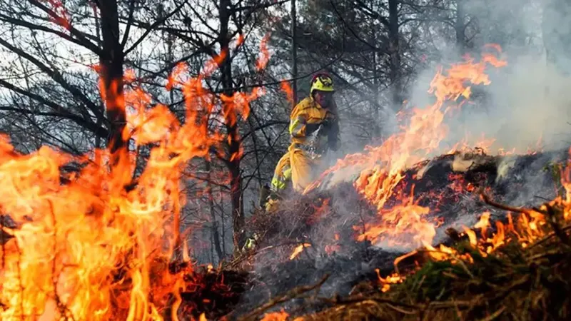 Incendios de gran magnitud golpean a Ñuble y Biobío y superan las 20 mil hectáreas afectadas
