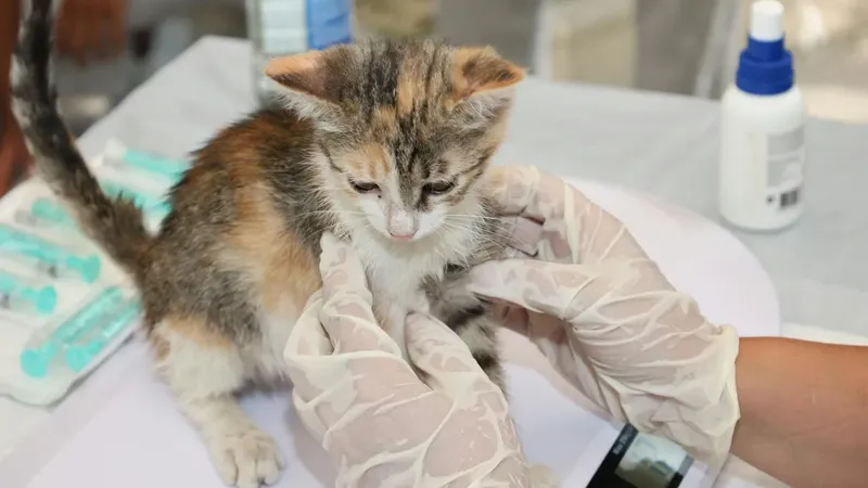 Evita multas: Vacuna gratis a tu perro o gato en San Pedro de la Paz