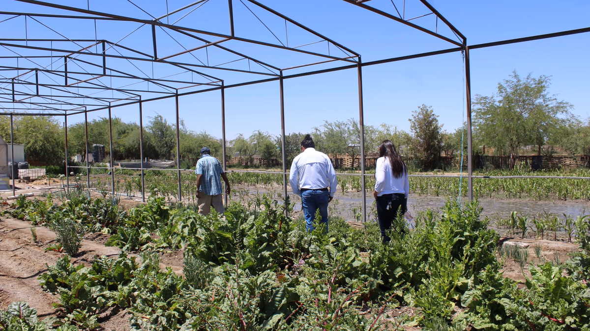Proyecto financiado por Fondo Agrícola de Minera El Abra busca evitar ingreso de maleza a los cultivos