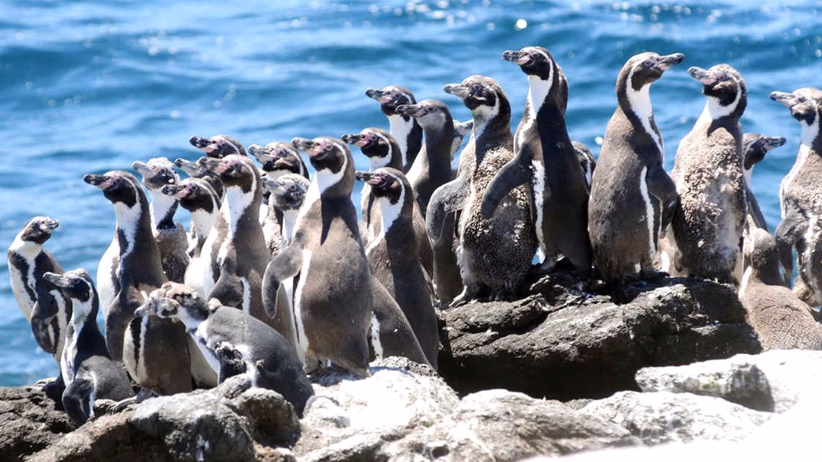 Visiones encontradas: Gremios analizan ampliación de área marina protegida en La Higuera