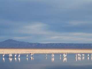 Juez ambiental chileno urge por estudio de agua en "frágil" Salar de Atacama
