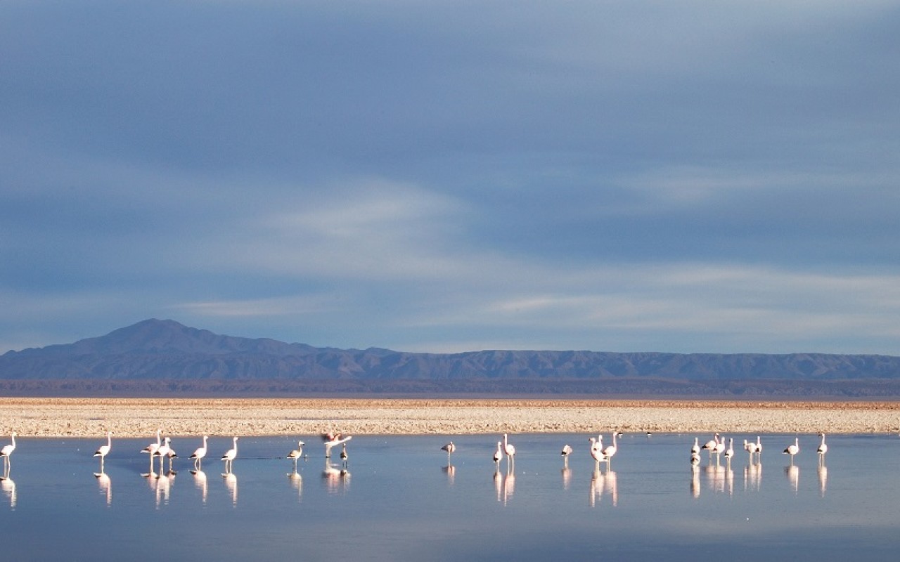 Juez ambiental chileno urge por estudio de agua en "frágil" Salar de Atacama