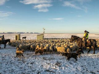 Mina Invierno se desprende de activos y pone en venta cuatro estancias ganaderas en isla Riesco