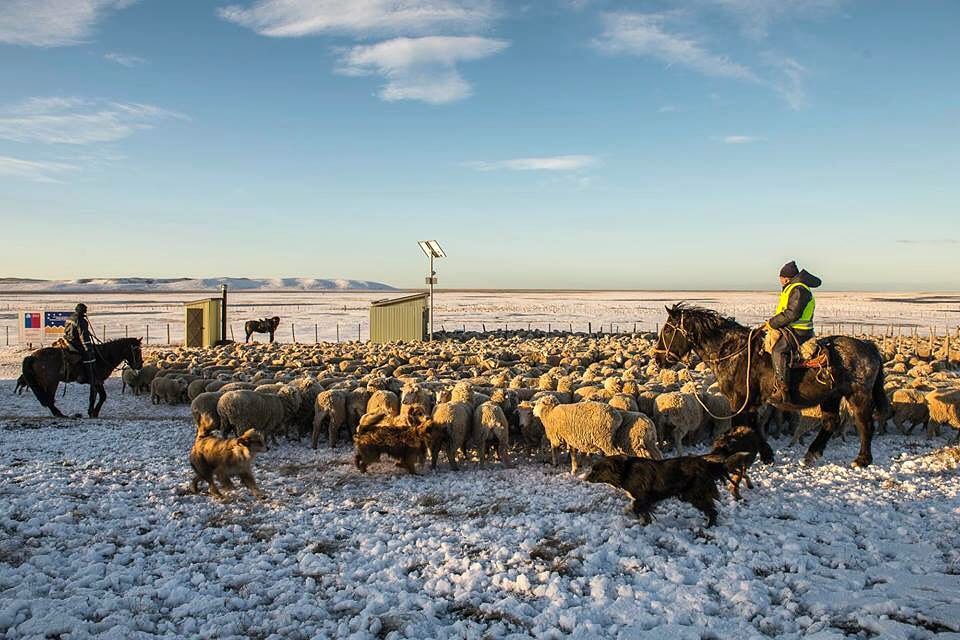 Mina Invierno se desprende de activos y pone en venta cuatro estancias ganaderas en isla Riesco