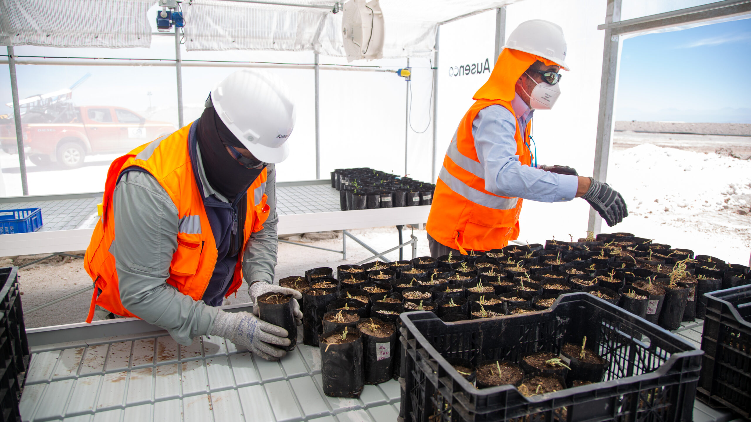 Albemarle inaugura primer vivero en Planta Salar de Atacama