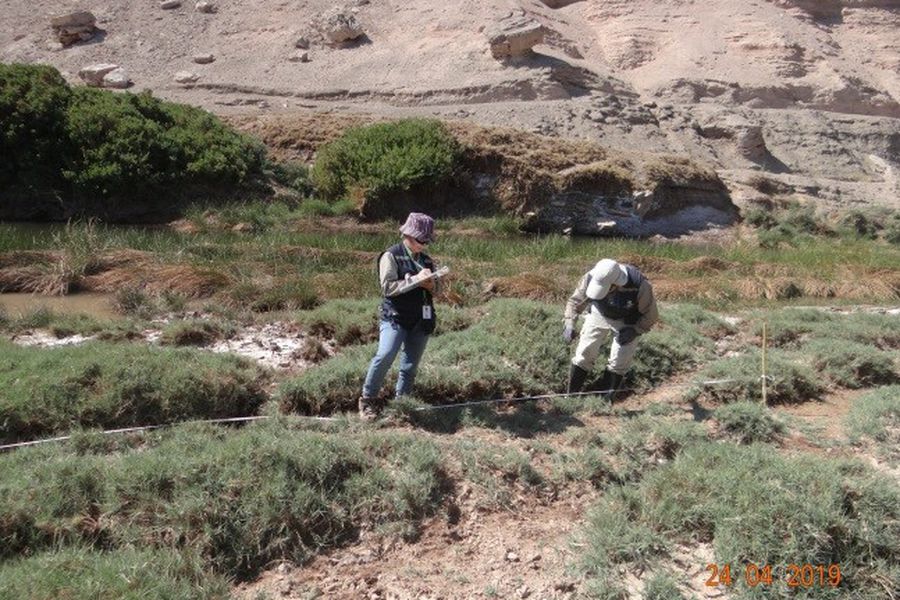 SMA formula cargos contra Minera Lomas Bayas por incumplimientos asociados a aguas subterráneas y monitoreo de flora y fauna