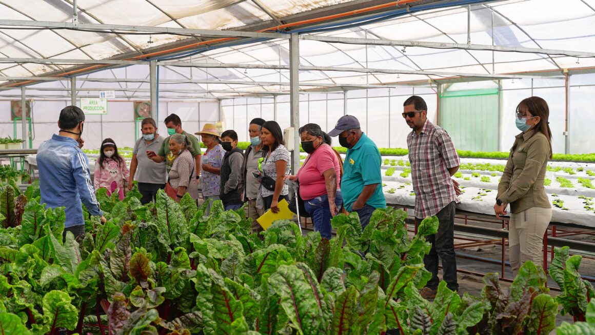 Agricultores de Bajo Soga se capacitan en sustratos y soluciones nutritivas para sus cultivos Agricultores de Bajo Soga se capacitan en sustratos y soluciones nutritivas para sus cultivos