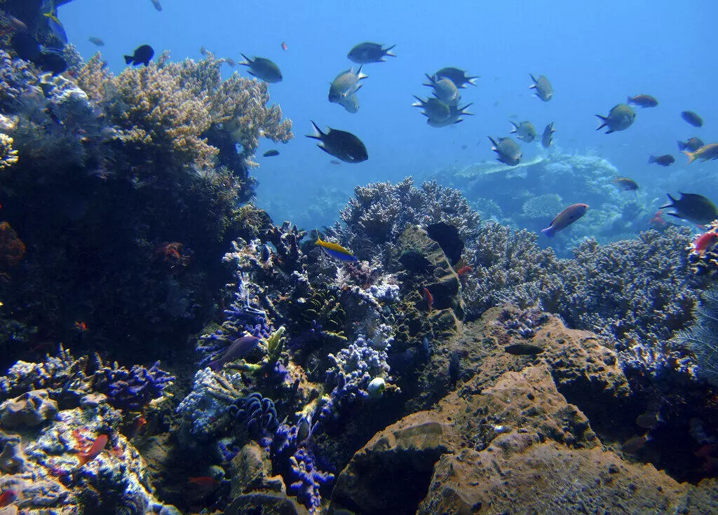 Impactos de una nueva fiebre del oro en Minería Submarina, científicos y ONGs en alerta