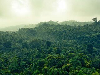 Ya son 8,3 millones de hectáreas de bosque boliviano que están bajo el cuidado de Bluegrace Energy