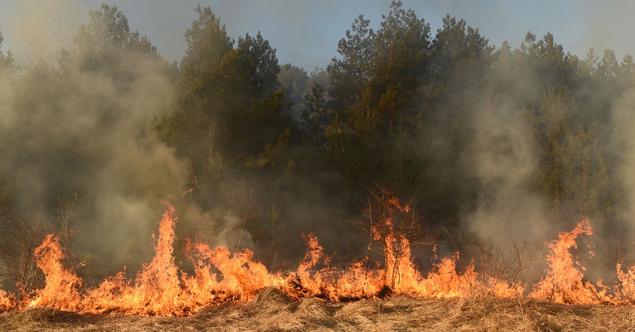 ¿Pueden los pastizales comenzar un incendio forestal sin factor humano?