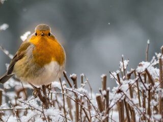 El Solsticio de Invierno marca el inicio de la estación invernal y el Día Nacional de los Pueblos Indígenas este 21 de junio