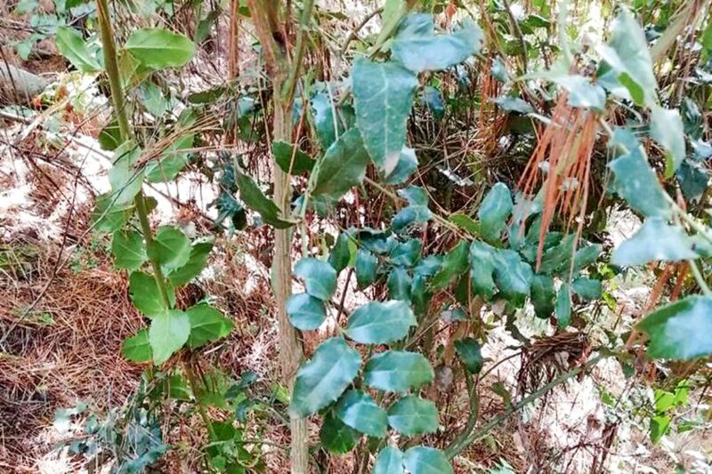 Dueña de proyecto de Tierras Raras en Penco pierde la mitad de su valor por traspié ambiental