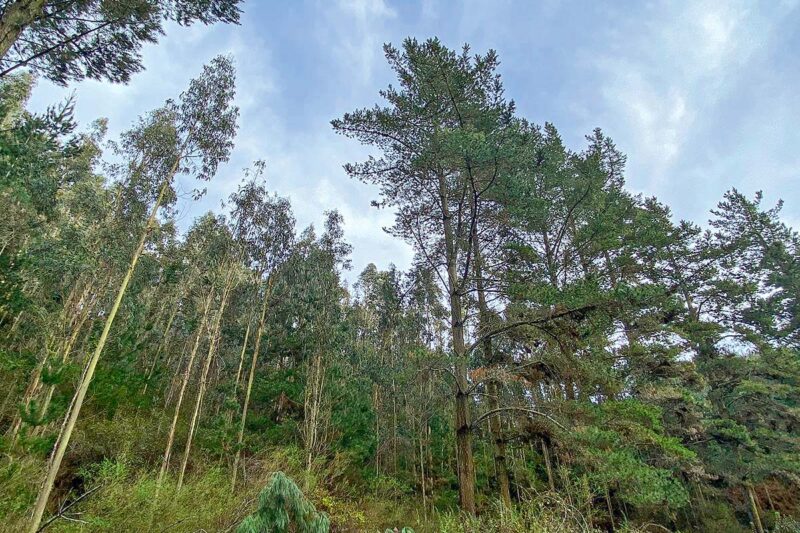 Proyecto de Tierras Raras en Penco sufre traspié ambiental