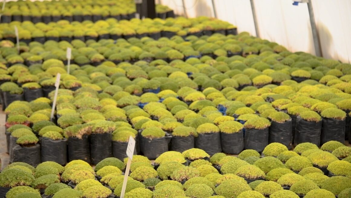 Collahuasi ha reforestado más de 140 hectáreas de queñoas en altiplano de Tarapacá Collahuasi ha reforestado más de 140 hectáreas de queñoas en altiplano de Tarapacá