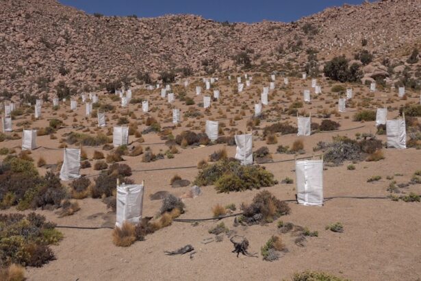 Collahuasi ha reforestado más de 140 hectáreas de queñoas en altiplano de Tarapacá
