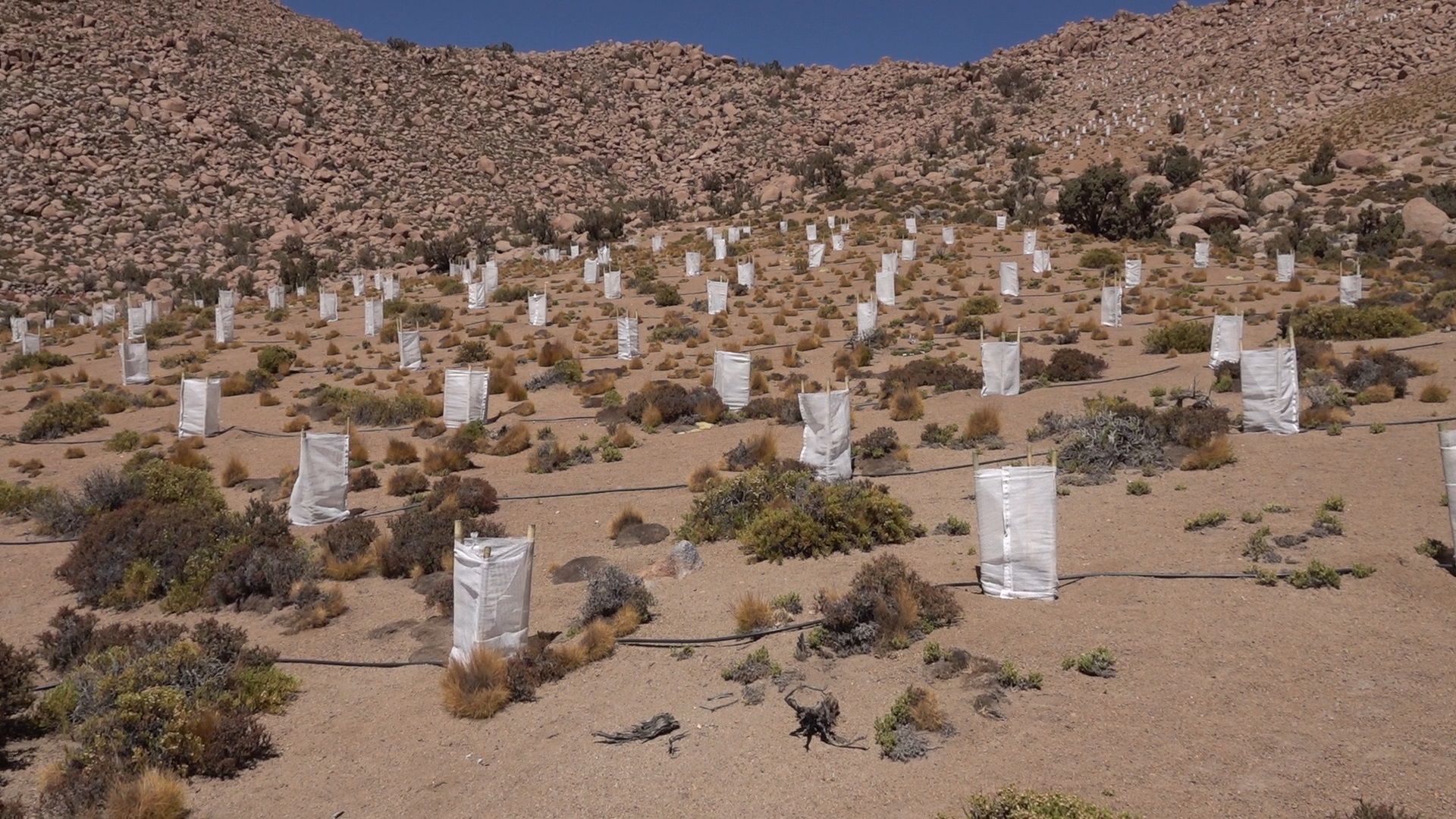 Collahuasi ha reforestado más de 140 hectáreas de queñoas en altiplano de Tarapacá