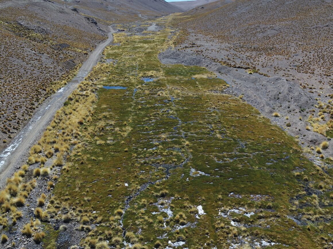 Collahuasi ha reforestado más de 140 hectáreas de queñoas en altiplano de Tarapacá Collahuasi ha reforestado más de 140 hectáreas de queñoas en altiplano de Tarapacá