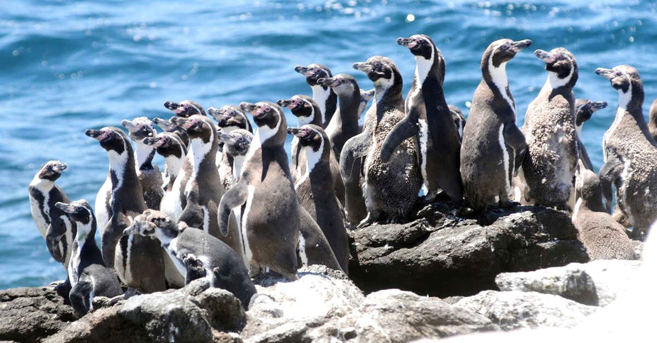 Visiones encontradas: Gremios analizan ampliación de área marina protegida en La Higuera