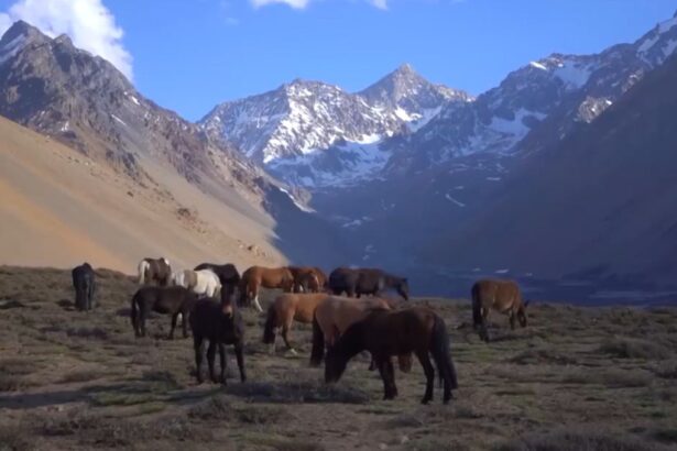 Codelco cede 24 mil hectáreas en el Cajón del Maipo para su protección