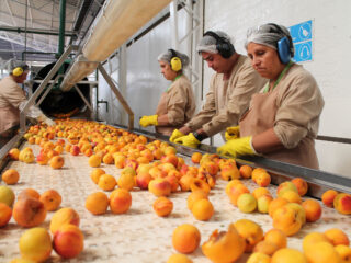 Aconcagua Foods busca más de 2 mil trabajadores para sus operaciones en Buin y alrededores