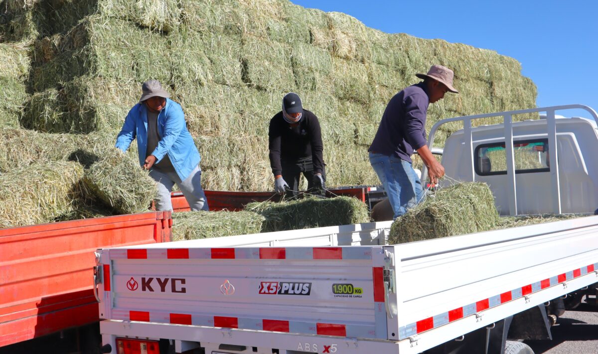 Codelco inicia entrega de forraje a ganaderos del Alto El Loa, Calama y Atacama La Grande